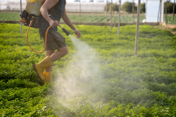Professional Pest Control in Bigfork, MT