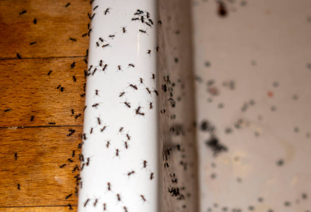 Best Flea Control Services  in Bigfork, MT