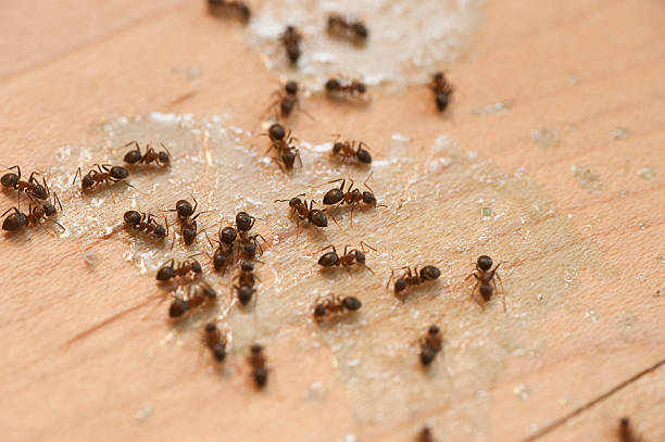 Best Pest Removal Services  in Bigfork, MT