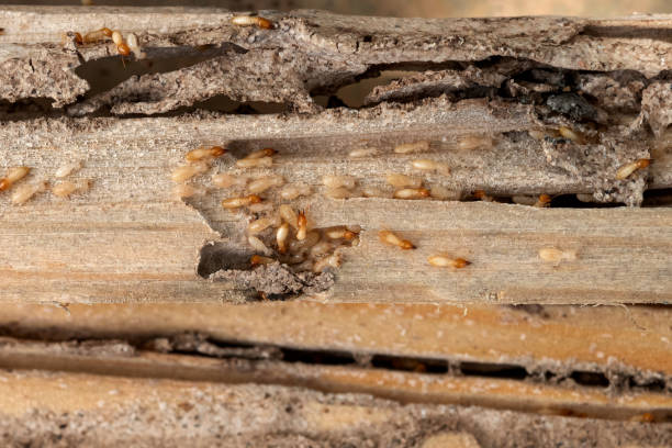 Best Best Pest Control Companies  in Bigfork, MT